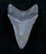 Nice Megalodon Tooth - River Find #3798-1